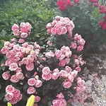 Scents Of Nature-dubrovnik Area Casa vacanze