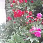 Scents Of Nature-dubrovnik Area Mlini