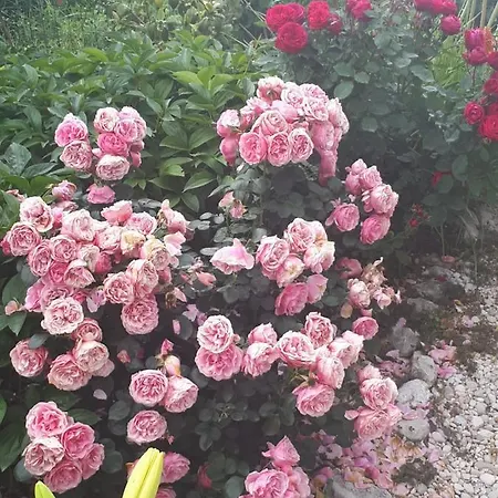 Scents Of Nature-dubrovnik Area Сasa de vacaciones