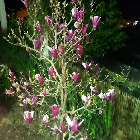 Holiday home Scents Of Nature-dubrovnik Area Mlini