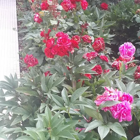 Scents Of Nature-dubrovnik Area Mlini