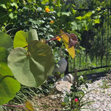 Scents Of Nature-dubrovnik Area מליני