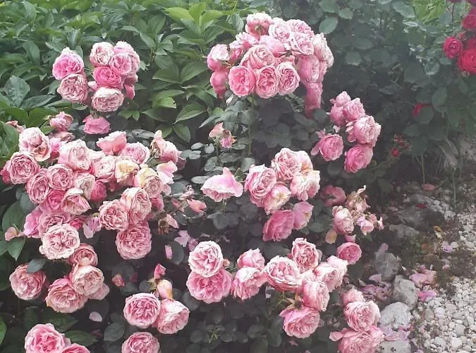 Scents Of Nature-dubrovnik Area Dom wakacyjny