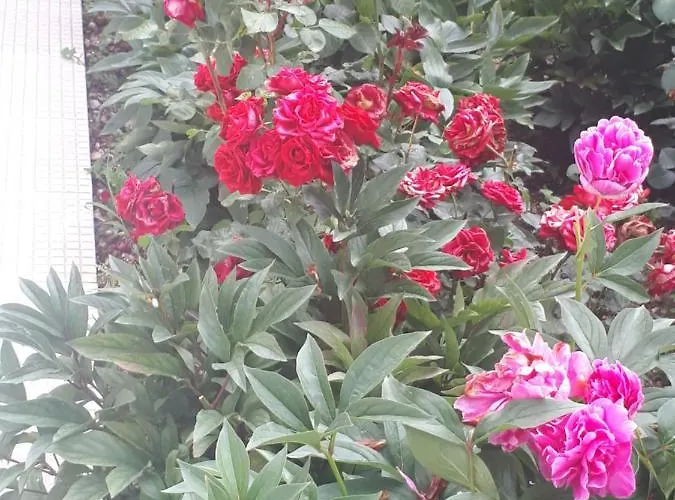 Scents Of Nature-dubrovnik Area Mlini